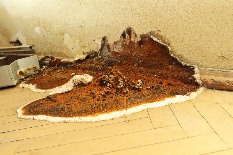 Dry Rot Remediation in Overland Park, KS