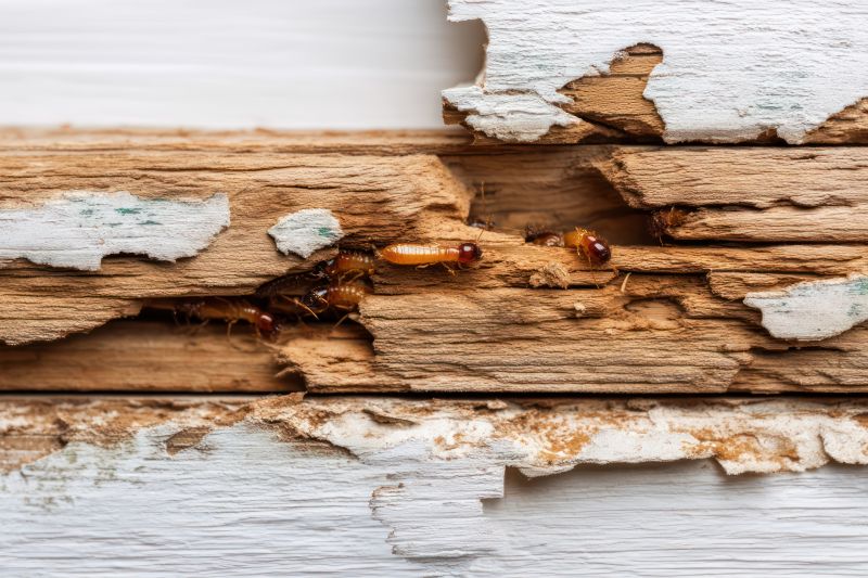 Termite Damage Repair Service in Conroe, TX