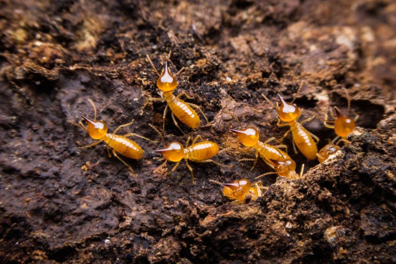 Termite Damage Repair Service in Roswell, GA