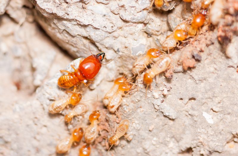 Termite Damage Repair Service in Arvada, CO