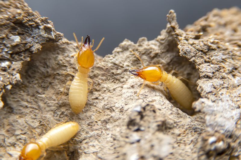 Termite Damage Restoration in Arvada, CO