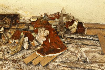 Wood Decay Removal in Wilmington, NC